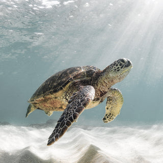 Ancient Voyager Turtle