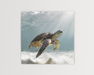 Ancient Voyager Turtle