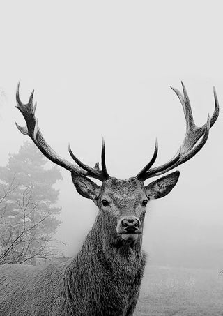 Deer In The Mist