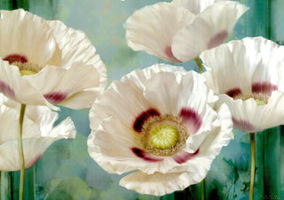 Tasmanian Poppies