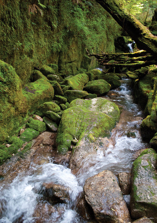 Mossy Stream