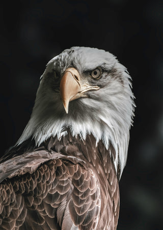 Monarch of the Skies