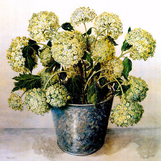 Steel White Hydrangeas