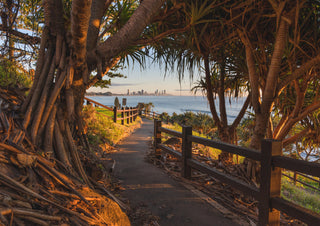 Through the Pandanus